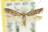  (Lecithocera isophanes - 10ANIC-05017)  @11 [ ] CreativeCommons - Attribution (2010) CBG Photography Group Centre for Biodiversity Genomics