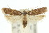  (Lecithocera terrigena - 10ANIC-05019)  @15 [ ] CreativeCommons - Attribution (2010) CBG Photography Group Centre for Biodiversity Genomics