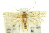  (Lecithocera concinna - 10ANIC-05024)  @13 [ ] CreativeCommons - Attribution (2010) CBG Photography Group Centre for Biodiversity Genomics