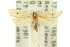  ( - 10ANIC-05025)  @11 [ ] CreativeCommons - Attribution (2010) CBG Photography Group Centre for Biodiversity Genomics