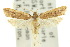  ( - 10ANIC-05027)  @11 [ ] CreativeCommons - Attribution (2010) CBG Photography Group Centre for Biodiversity Genomics