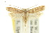  ( - 10ANIC-05029)  @11 [ ] CreativeCommons - Attribution (2010) CBG Photography Group Centre for Biodiversity Genomics