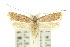  (Lecithocera terrena - 10ANIC-05030)  @11 [ ] CreativeCommons - Attribution (2010) CBG Photography Group Centre for Biodiversity Genomics