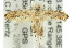  ( - 10ANIC-05051)  @13 [ ] CreativeCommons - Attribution (2010) CBG Photography Group Centre for Biodiversity Genomics