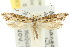  ( - 10ANIC-05089)  @11 [ ] CreativeCommons - Attribution (2010) CBG Photography Group Centre for Biodiversity Genomics