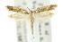  ( - 10ANIC-05090)  @11 [ ] CreativeCommons - Attribution (2010) CBG Photography Group Centre for Biodiversity Genomics