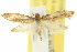  ( - 10ANIC-05098)  @11 [ ] CreativeCommons - Attribution (2010) CBG Photography Group Centre for Biodiversity Genomics