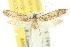  ( - 10ANIC-05101)  @13 [ ] CreativeCommons - Attribution (2010) CBG Photography Group Centre for Biodiversity Genomics
