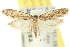  ( - 10ANIC-05102)  @14 [ ] CreativeCommons - Attribution (2010) CBG Photography Group Centre for Biodiversity Genomics