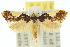  ( - 10ANIC-05115)  @11 [ ] CreativeCommons - Attribution (2010) CBG Photography Group Centre for Biodiversity Genomics