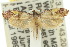  ( - 10ANIC-05116)  @14 [ ] CreativeCommons - Attribution (2010) CBG Photography Group Centre for Biodiversity Genomics