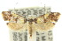  ( - 10ANIC-05117)  @14 [ ] CreativeCommons - Attribution (2010) CBG Photography Group Centre for Biodiversity Genomics