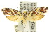  ( - 10ANIC-05120)  @11 [ ] CreativeCommons - Attribution (2010) CBG Photography Group Centre for Biodiversity Genomics