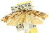  ( - 10ANIC-05121)  @13 [ ] CreativeCommons - Attribution (2010) CBG Photography Group Centre for Biodiversity Genomics