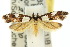  ( - 10ANIC-05122)  @14 [ ] CreativeCommons - Attribution (2010) CBG Photography Group Centre for Biodiversity Genomics