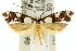  ( - 10ANIC-05123)  @15 [ ] CreativeCommons - Attribution (2010) CBG Photography Group Centre for Biodiversity Genomics
