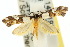  ( - 10ANIC-05130)  @12 [ ] CreativeCommons - Attribution (2010) CBG Photography Group Centre for Biodiversity Genomics