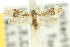  ( - 10ANIC-05135)  @11 [ ] CreativeCommons - Attribution (2010) CBG Photography Group Centre for Biodiversity Genomics