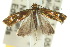  ( - 10ANIC-05183)  @13 [ ] CreativeCommons - Attribution (2010) CBG Photography Group Centre for Biodiversity Genomics