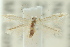  (Bucculatrix sp. ANIC1 - 10ANIC-05231)  @13 [ ] CreativeCommons - Attribution (2010) CBG Photography Group Centre for Biodiversity Genomics