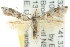  ( - 10ANIC-05234)  @13 [ ] CreativeCommons - Attribution (2010) CBG Photography Group Centre for Biodiversity Genomics