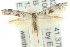  ( - 10ANIC-05235)  @13 [ ] CreativeCommons - Attribution (2010) CBG Photography Group Centre for Biodiversity Genomics