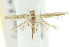  (Caloptilia sp. ANIC20 - 10ANIC-05246)  @13 [ ] CreativeCommons - Attribution (2010) CBG Photography Group Centre for Biodiversity Genomics