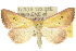  ( - 10ANIC-05251)  @15 [ ] CreativeCommons - Attribution (2010) CBG Photography Group Centre for Biodiversity Genomics