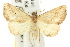  ( - 10ANIC-05256)  @15 [ ] CreativeCommons - Attribution (2010) CBG Photography Group Centre for Biodiversity Genomics