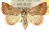  ( - 10ANIC-05257)  @15 [ ] CreativeCommons - Attribution (2010) CBG Photography Group Centre for Biodiversity Genomics