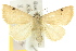  ( - 10ANIC-05259)  @14 [ ] CreativeCommons - Attribution (2010) CBG Photography Group Centre for Biodiversity Genomics