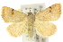  ( - 10ANIC-05260)  @14 [ ] CreativeCommons - Attribution (2010) CBG Photography Group Centre for Biodiversity Genomics