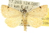  (Daona constellans - 10ANIC-05261)  @15 [ ] CreativeCommons - Attribution (2010) CBG Photography Group Centre for Biodiversity Genomics