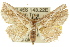  ( - 10ANIC-05274)  @15 [ ] CreativeCommons - Attribution (2010) CBG Photography Group Centre for Biodiversity Genomics