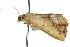  ( - 10ANIC-05277)  @13 [ ] CreativeCommons - Attribution (2010) CBG Photography Group Centre for Biodiversity Genomics