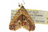  ( - 10ANIC-05278)  @13 [ ] CreativeCommons - Attribution (2010) CBG Photography Group Centre for Biodiversity Genomics