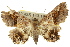  (Pangrapta aroa - 10ANIC-05286)  @14 [ ] CreativeCommons - Attribution (2010) CBG Photography Group Centre for Biodiversity Genomics