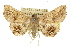  ( - 10ANIC-05287)  @14 [ ] CreativeCommons - Attribution (2010) CBG Photography Group Centre for Biodiversity Genomics