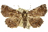  ( - 10ANIC-05290)  @15 [ ] CreativeCommons - Attribution (2010) CBG Photography Group Centre for Biodiversity Genomics