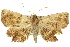  ( - 10ANIC-05291)  @14 [ ] CreativeCommons - Attribution (2010) CBG Photography Group Centre for Biodiversity Genomics