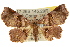  ( - 10ANIC-05305)  @15 [ ] CreativeCommons - Attribution (2010) CBG Photography Group Centre for Biodiversity Genomics