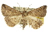  (Throana - 10ANIC-05309)  @15 [ ] CreativeCommons - Attribution (2010) CBG Photography Group Centre for Biodiversity Genomics