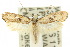  (Monopis argillacea - 10ANIC-05323)  @15 [ ] CreativeCommons - Attribution (2010) CBG Photography Group Centre for Biodiversity Genomics