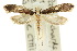 (Monopis ethelella - 10ANIC-05324)  @15 [ ] CreativeCommons - Attribution (2010) CBG Photography Group Centre for Biodiversity Genomics
