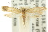  (Monopis ochroptila - 10ANIC-05332)  @11 [ ] CreativeCommons - Attribution (2010) CBG Photography Group Centre for Biodiversity Genomics