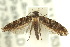  ( - 10ANIC-05383)  @14 [ ] CreativeCommons - Attribution (2010) CBG Photography Group Centre for Biodiversity Genomics
