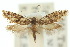  (Parochmastis dromaea - 10ANIC-05386)  @11 [ ] CreativeCommons - Attribution (2010) CBG Photography Group Centre for Biodiversity Genomics