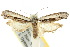  ( - 10ANIC-05394)  @13 [ ] CreativeCommons - Attribution (2010) CBG Photography Group Centre for Biodiversity Genomics