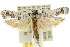  ( - 10ANIC-05415)  @12 [ ] CreativeCommons - Attribution (2010) CBG Photography Group Centre for Biodiversity Genomics