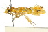  ( - 10ANIC-05431)  @13 [ ] CreativeCommons - Attribution (2010) CBG Photography Group Centre for Biodiversity Genomics